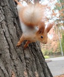 Аватара пользователя